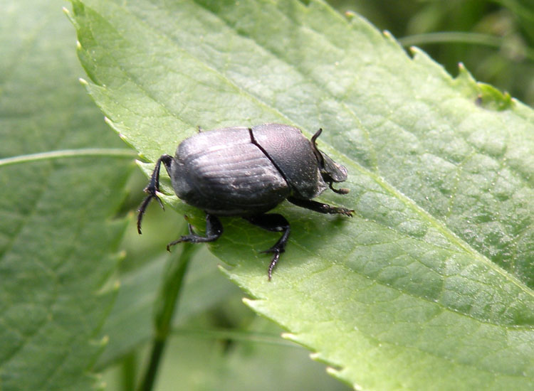 A me sembra Onthophagus sp